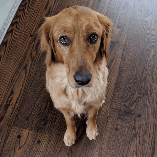 Pup Named Zoe