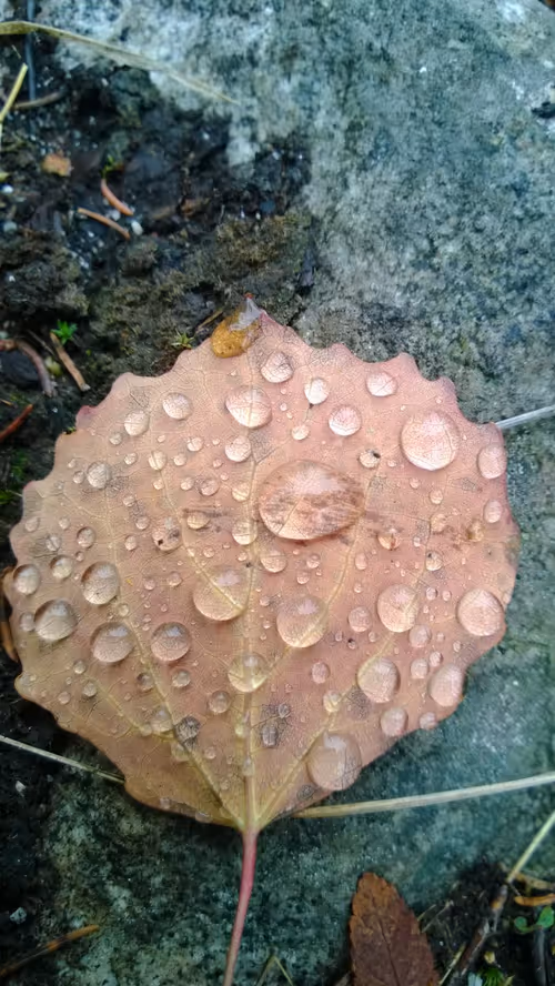 Item #52895557054077878382104802534352742176621658292506660955636510180868542693377 Media