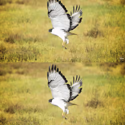 Flying Augur Buzzard