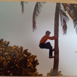 Coconut Tree Climber