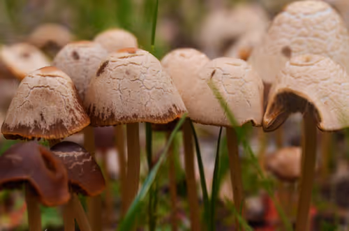 Item #92971587401879212914465603849674525645265351012255145539777938582814953832449 Media