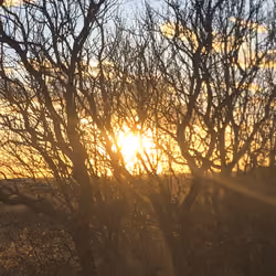 Elon Sunset 6