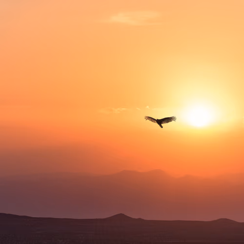 Condor Sunset