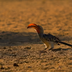 Southern yellow-billed hornbill