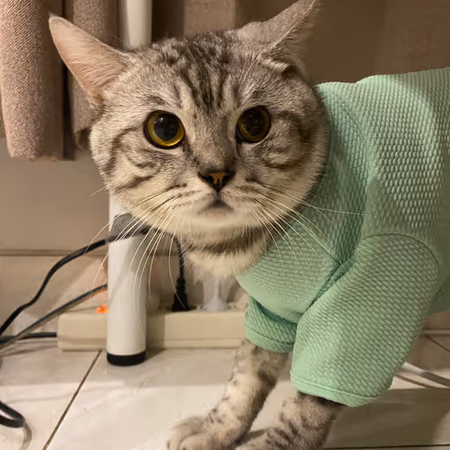 Bufficat