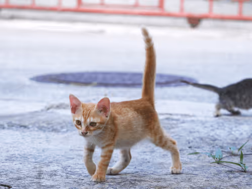 Item #55455677318123595031509472603724202920888355633279889545160944780986684538881 Media