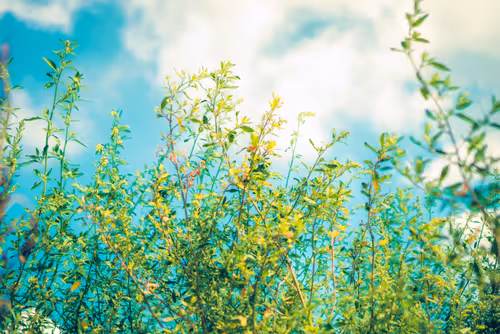 Item #87724672545568216492349628543176573267958151988335217142690977310321808506881 Media