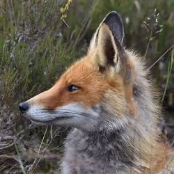 fox3