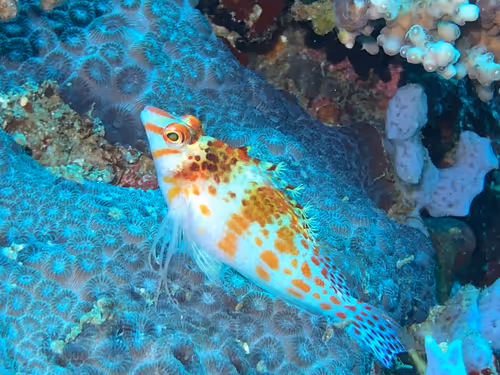 Item #80965803268169370603932631570667161375508893671094224909166964265650900434945 Media