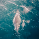 The Coast From Above; A Drone Collection