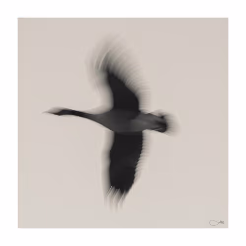 Goose