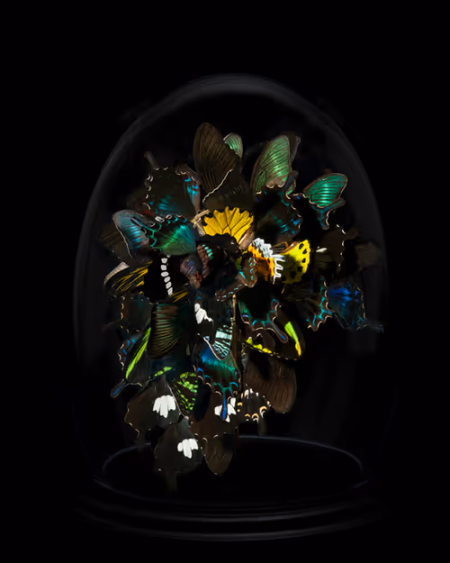 Item #79940252678170985197546940234406847408056084911246452413958937770179459809281 Media