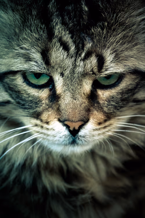 Item #12333759371985289416686528618250941787801478820548931806244366505327902851073 Media