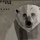Becoming Animal