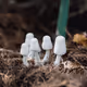 Magic Kingdom of Fungi