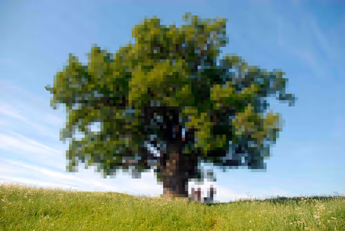 Item #105603725609947989499044129472074064723412167009068320432332286920729429016577 Media