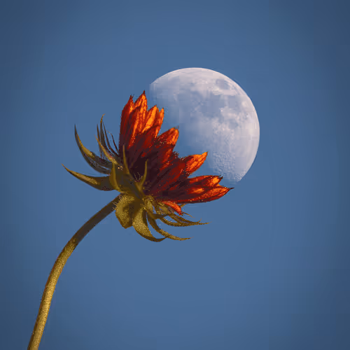 Flowers of The Moon..
