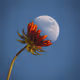 Flowers of The Moon..