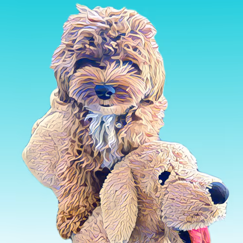 Metaversemaltipoo