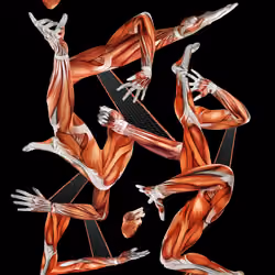 Basketball Bodies