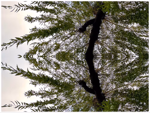 Item #39842122399831876294969041227459341578040195517803177153867578415429529370625 Media