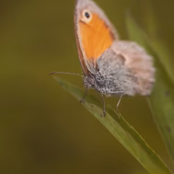 Coenonympha pamphilus - Small Heath