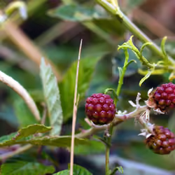 Wild blackberry