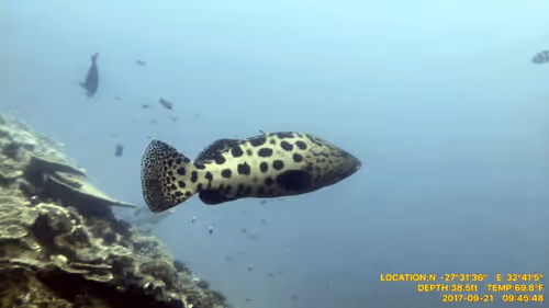 Item #80965803268169370603932631570667161375508893671094224909166964246959202762753 Media