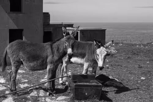 Item #37718881441179036120726966072961310746686791520690982008869122799716064559105 Media