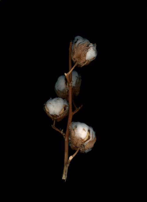 Item #58883327943218482885511625451962166109229848641575055586606686585041857806337 Media