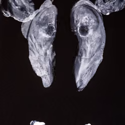 04\06