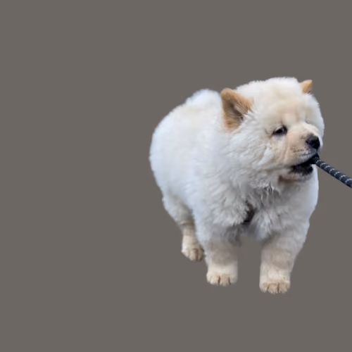 Item #35388107283307368174495388733319962713813542129846964087412499521329837375489 Media
