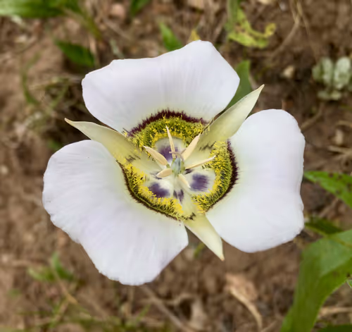 Item #106840752215848522448239535784232260256900731214271757322305935047010809806849 Media