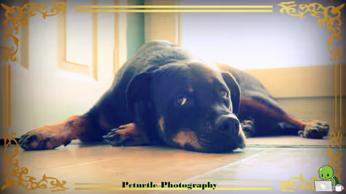 Item #63688176006920298669738405398310368792609774011425620877012058000048657530881 Media