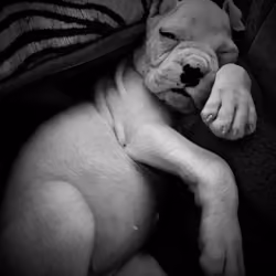 sleepy puppy tummy