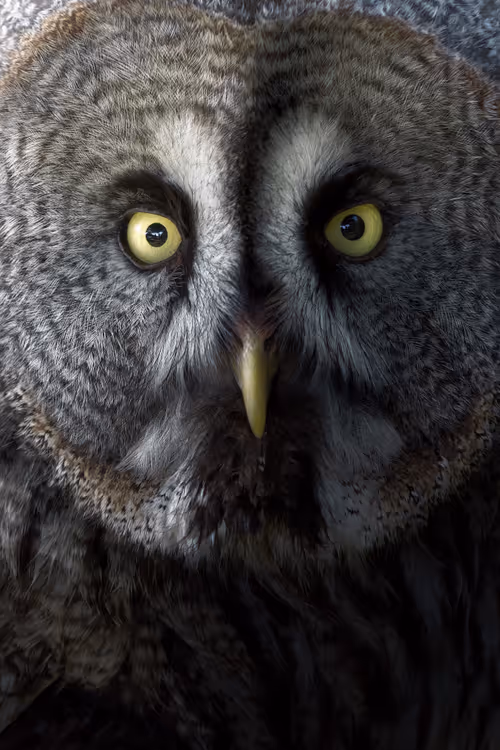 Item #74947066243849206940937931845492421282407977522900211027354211436602387857409 Media