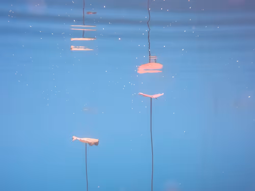 Item #115430421716330114127925714386191036467996783471008022249532804624317606264833 Media