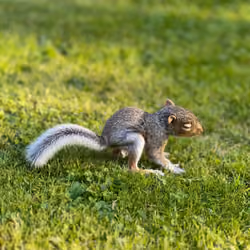 Not So Secret Baby Squirrel