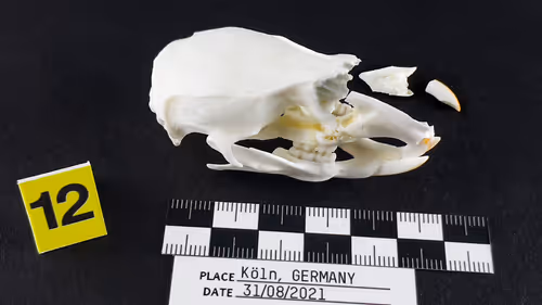 Item #32615301797037247882275066843320251953525887094996780073489952970307606151169 Media