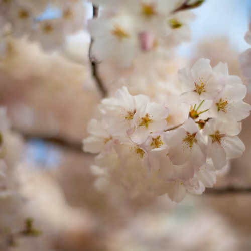 A DC Cherry Blossom