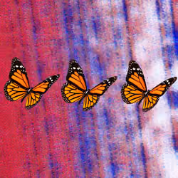 Triple butterflies