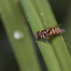 Hoverfly