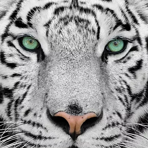 The White tiger