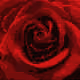 1748562935055500024900366543165843716404401950730347810783198913156794548225