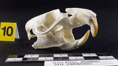 Item #32615301797037247882275066843320251953525887094996780073489952968108582895617 Media