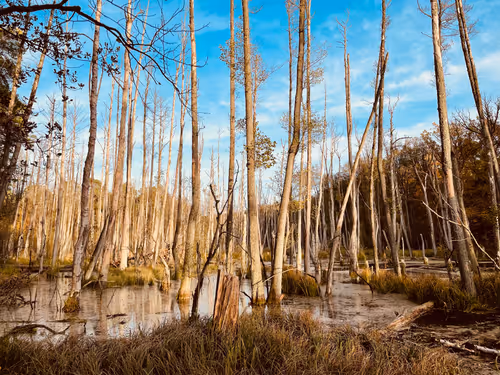 Rschroedi Collection