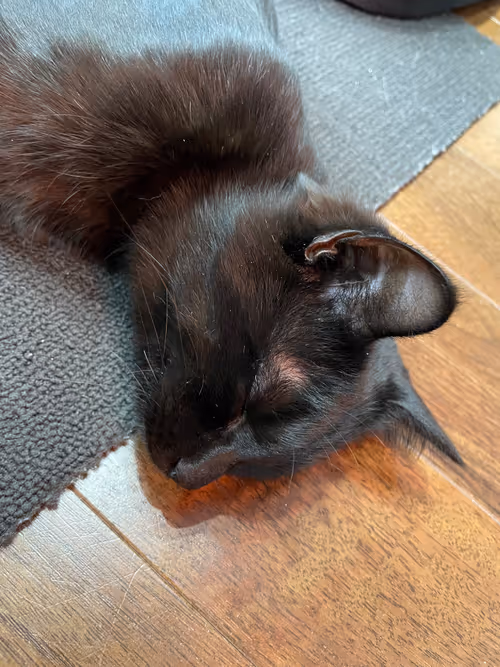 Item #57432309319676179700798702069366385585354272226932054472084541742923288412161 Media