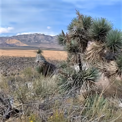 Photo Desert- Prickly