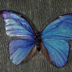 Blue butterfly