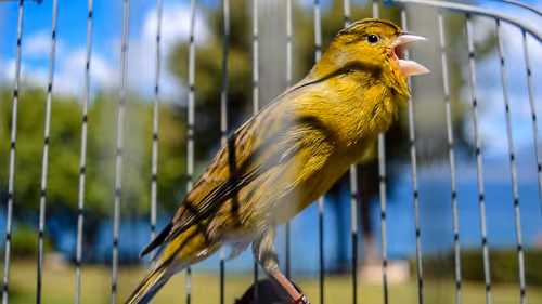 Item #29357035740362283304193054454536633820304787893462387818966021847092811530241 Media